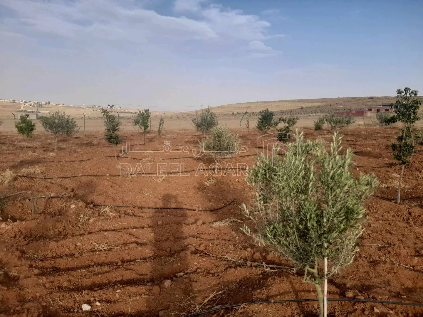 أرض في المفرق البويضه - 26,000 دأ - صورة 1