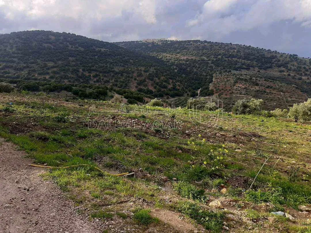 أرض في اربد /النعيمه /قرب طريق عجلون النعيمه - 50,000 دأ - صورة 4