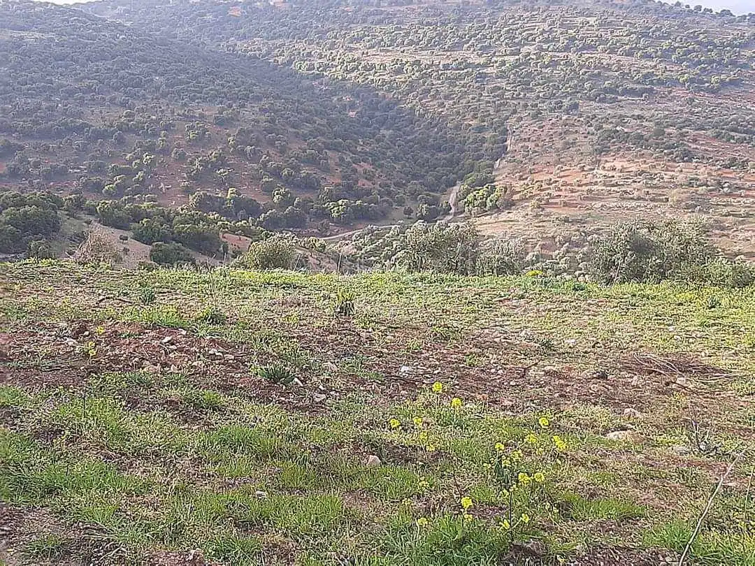 أرض في اربد /النعيمه /قرب طريق عجلون النعيمه - 50,000 دأ - صورة 25