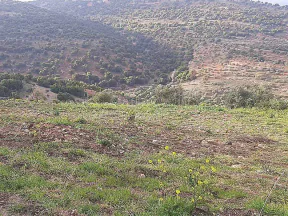 أرض في اربد /النعيمه /قرب طريق عجلون النعيمه - 50,000 دأ - صورة NaN