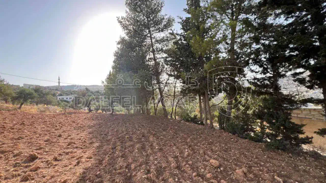 أرض في ارض ريفية جميلة جدا ومزروعه زيتون - 119,000 دأ - صورة 1
