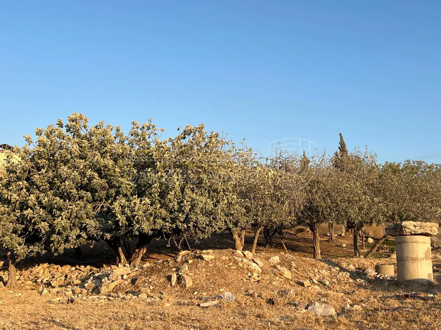 أرض في  ‏اربد الحصن طريق البترول  - 70,000 دأ - صورة 1