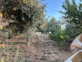 أرض في  ‏اربد الحصن طريق البترول  - 70,000 دأ - صورة NaN