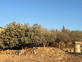 أرض في  ‏اربد الحصن طريق البترول  - 70,000 دأ - صورة NaN