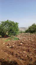 أرض في السلط - الفزره - تبعد عن جسر الدبابنه 10 دقايق  - 115,000 دأ - صورة NaN