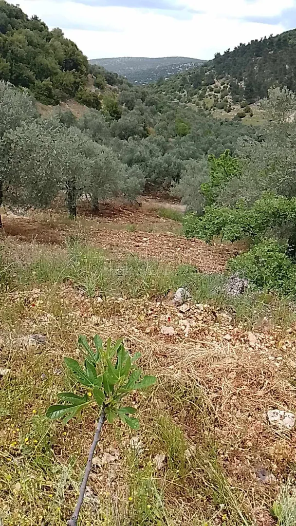 أرض في اشتفينا- عجلون - 25,000 دأ - صورة 1