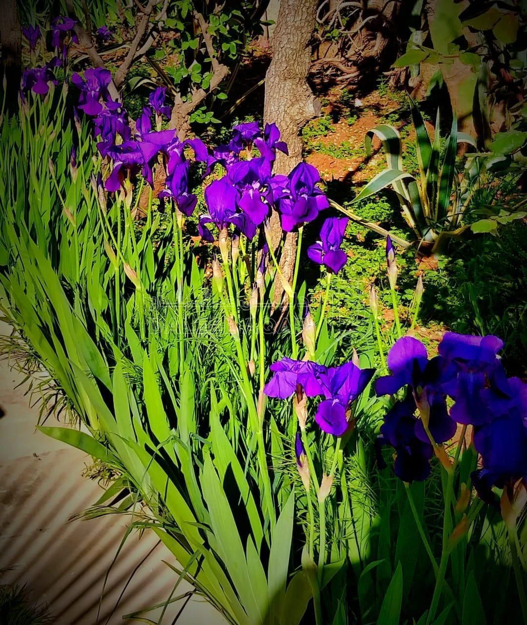 فيلا/منزل في فيلا للبيع الياسمين ممزة وحي راقي - 660,000 دأ - صورة 8