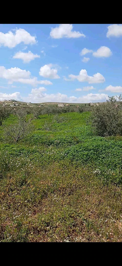 أرض في أرض للبيع المفرق منطقة يلعما تحديدا الزنية  - 30,000 دأ - صورة 1