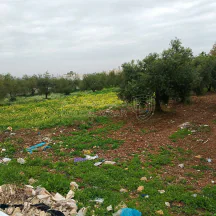 أرض في اربد بشرى قرب مدارس ساغو  - 34,000 دأ - صورة NaN