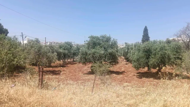 أرض في اربد النعيمة الشارع الرئيسي  - 50,000 دأ - صورة 1