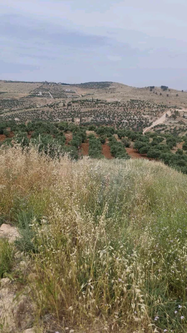 أرض في عمان، عراق الامير، العمرية والفحص  - 95,000 دأ - صورة 1