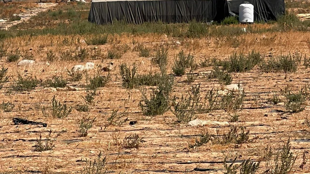 أرض في الجيزه - 65,000 دأ - صورة NaN