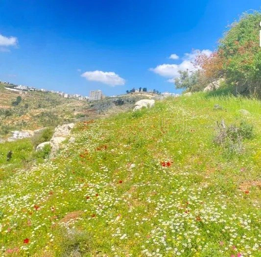 أرض في السلط القسام الغربي قرب جامعة البلقاء التطبيقية  - 30,000 دأ - صورة 1