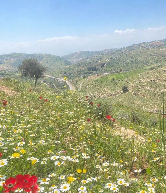 أرض في السلط القسام الغربي قرب جامعة البلقاء التطبيقية  - 30,000 دأ - صورة 1