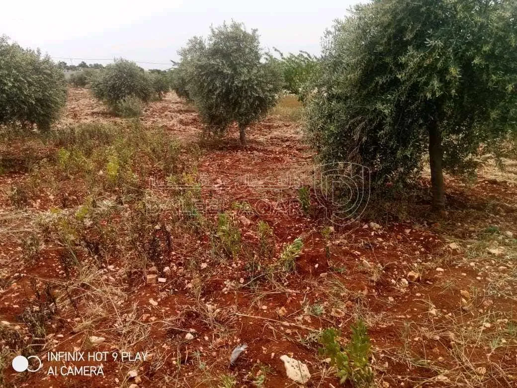 أرض في عجلون. صخرة  - 28,000 دأ - صورة 1