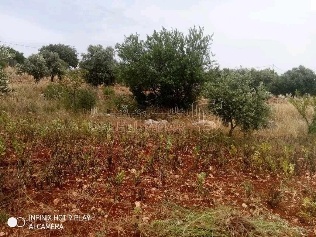 أرض في عجلون. صخرة  - 28,000 دأ - صورة 1
