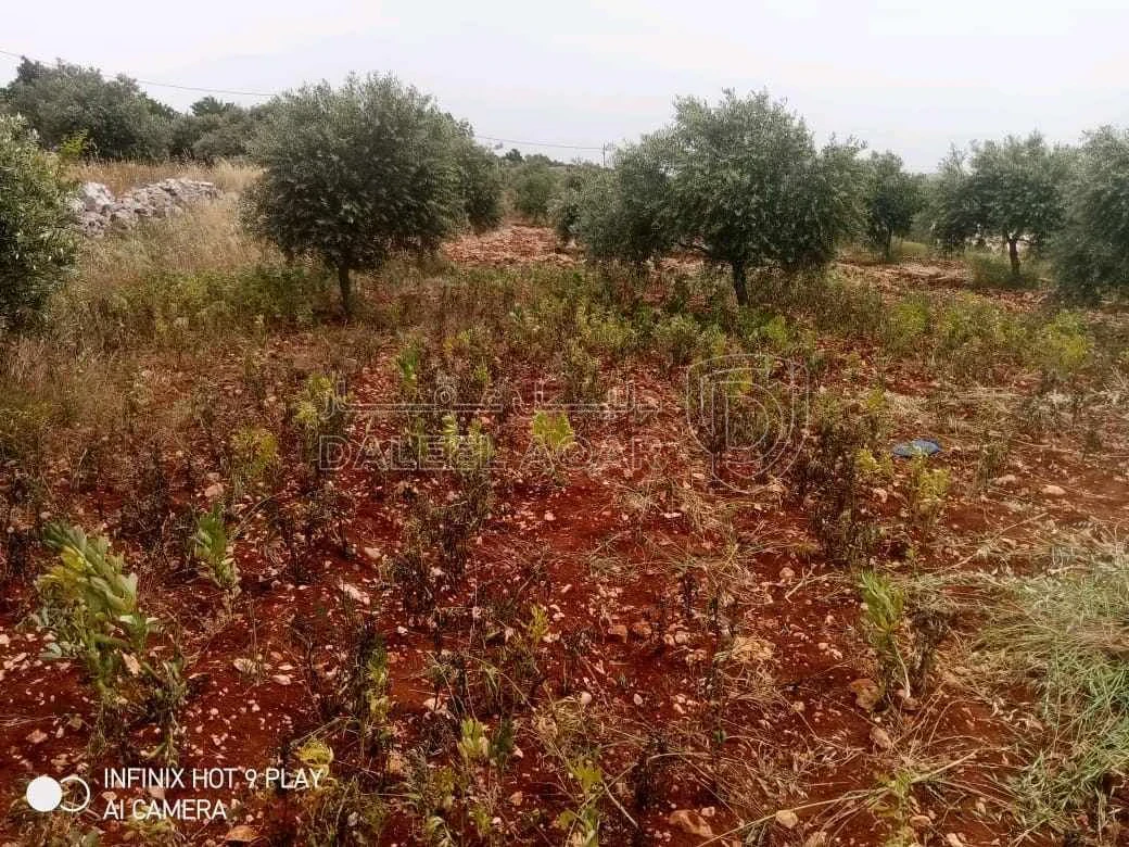 أرض في عجلون. صخرة  - 28,000 دأ - صورة 1