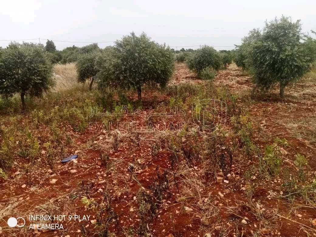 أرض في عجلون. صخرة  - 28,000 دأ - صورة 1