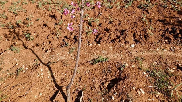 مزرعة/شاليه - مادبا /ماعين تبعد عن مادبا 8 كيلو - 120000 دأ
