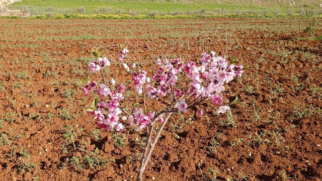 مزرعة/شاليه في مادبا /ماعين تبعد عن مادبا 8 كيلو - 120,000 دأ - صورة NaN
