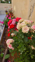شقة في شقه طابق ارضي - 42,000 دأ - صورة NaN