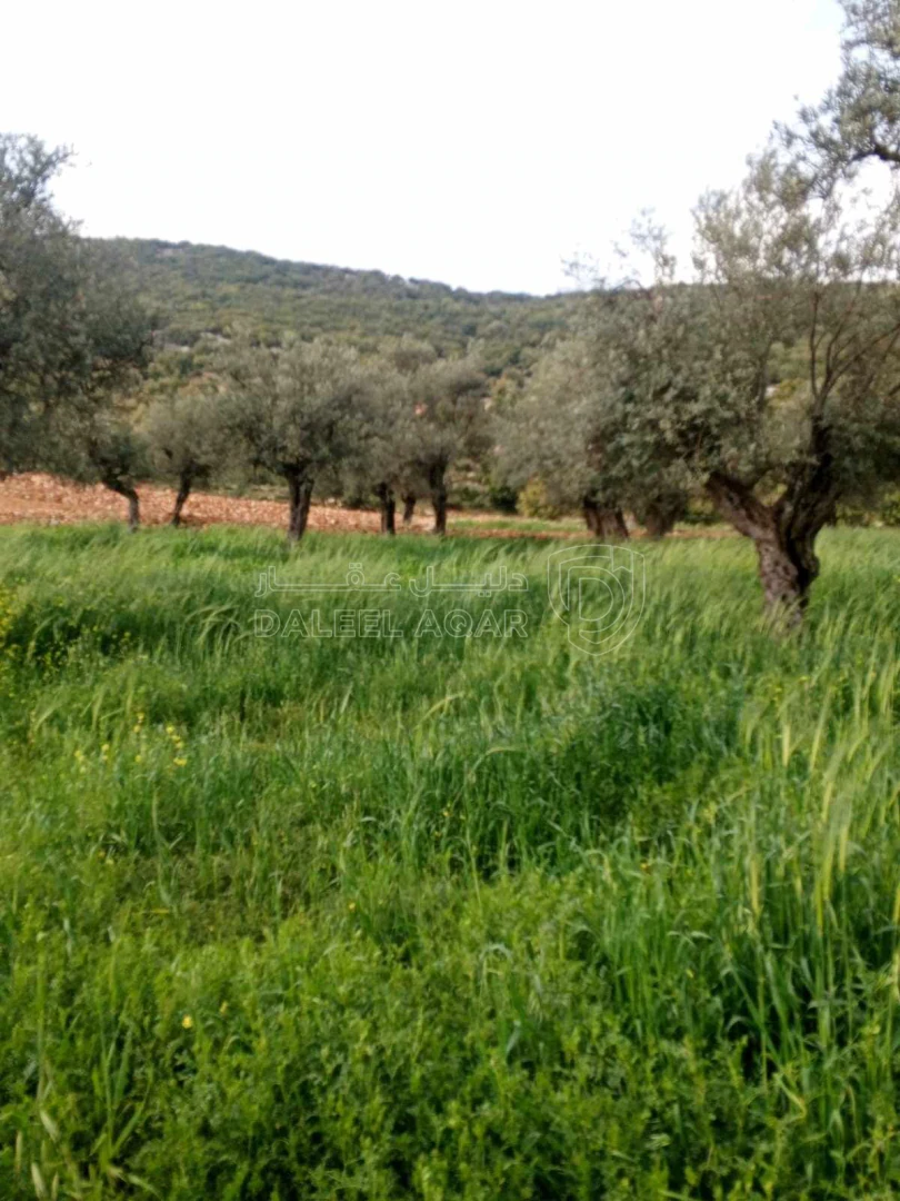 أرض في مطله على قلعه عجلون وعلى منطقة عين جنا كاملتاً - 40,000 دأ - صورة 1