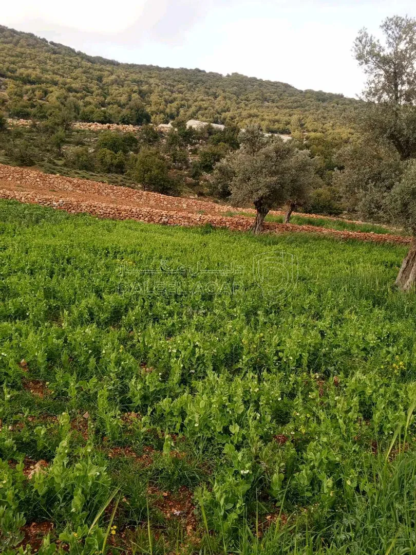 أرض في مطله على قلعه عجلون وعلى منطقة عين جنا كاملتاً - 40,000 دأ - صورة 1