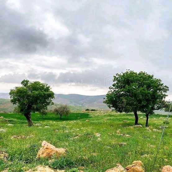 أرض في أرض لقطة للبيع في أجمل مناطق أبو السوس - 125,000 دأ - صورة 1
