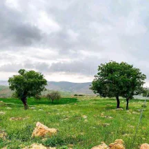 أرض - أرض لقطة للبيع في أجمل مناطق أبو السوس - 125000 دأ