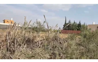 أرض في ارض للبيع - الشونة الجنوبية  - 31,000 دأ - صورة NaN