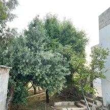 فيلا/منزل في بلعما قريب شارع اربد الزرقا الرئيسي - 65,000 دأ - صورة NaN