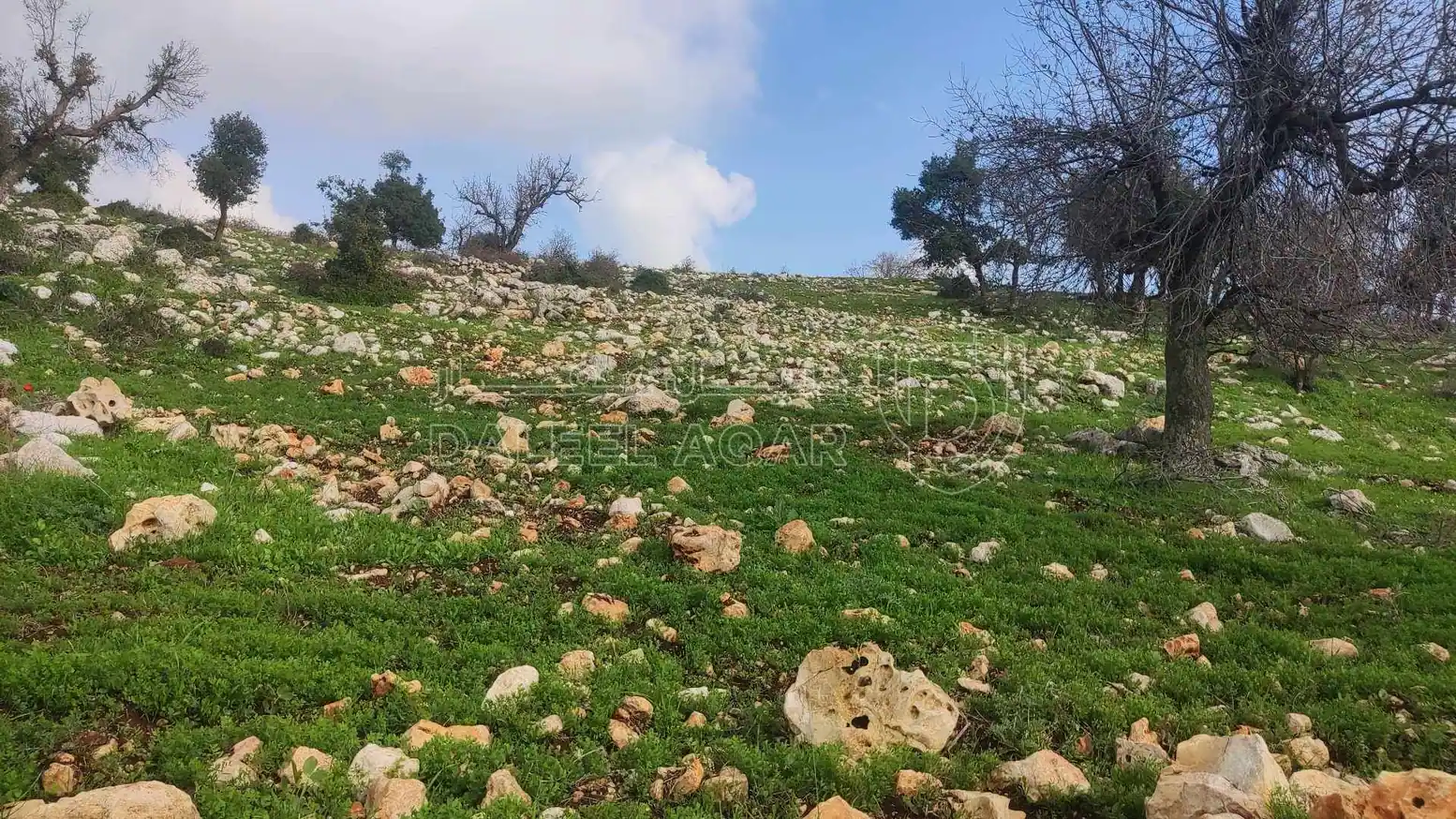 أرض في أرض أستثمارية غرب محافظة عجلون-الجبل الأخضر  - 75,000 دأ - صورة 1