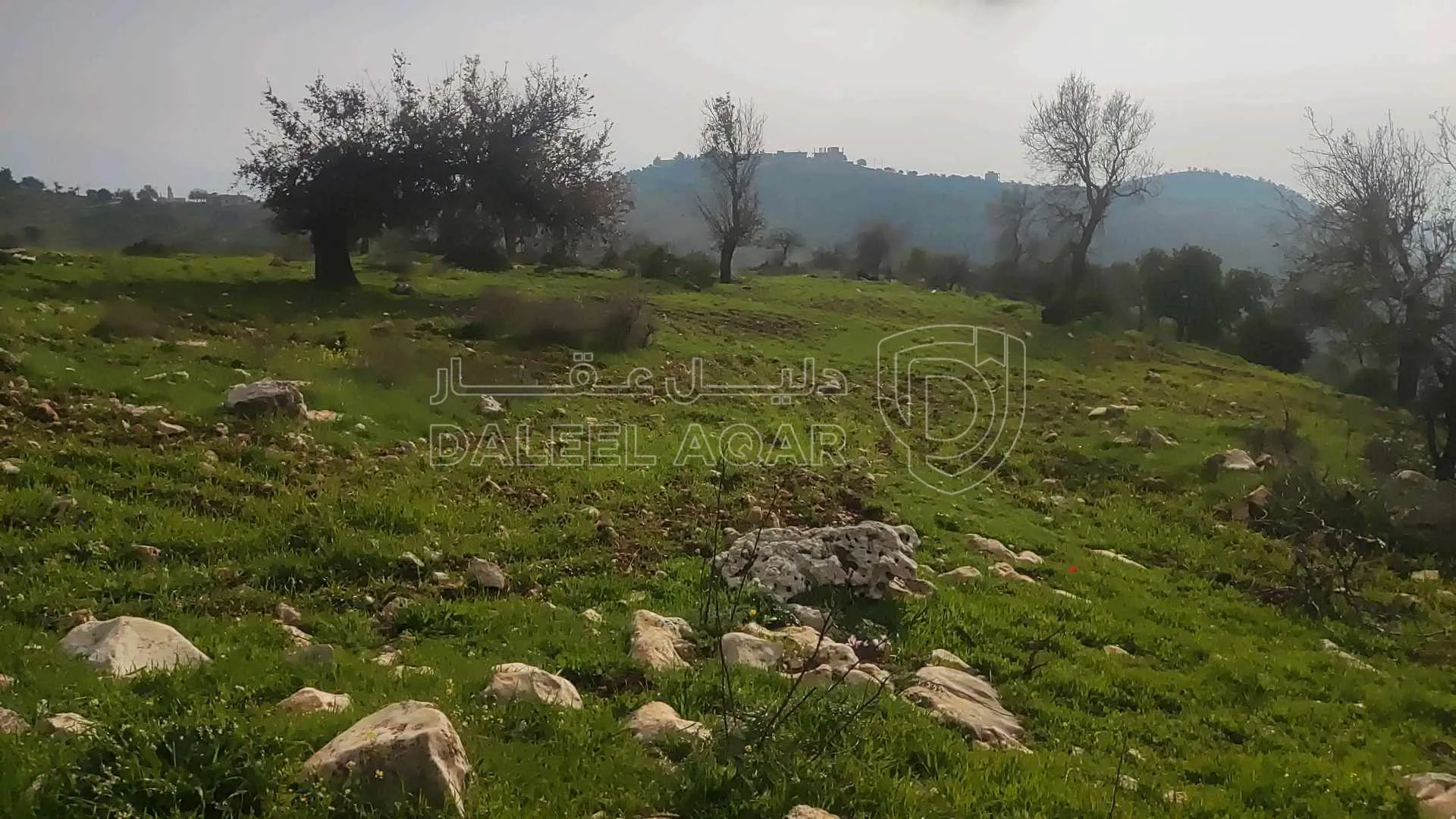 أرض في أرض أستثمارية غرب محافظة عجلون-الجبل الأخضر  - 75,000 دأ - صورة 1