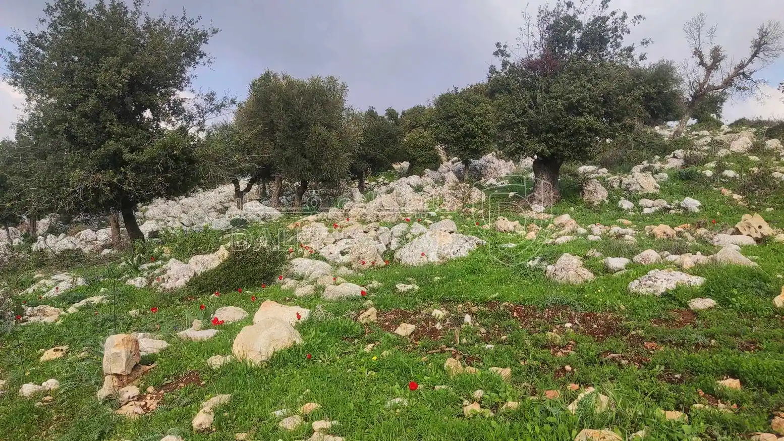 أرض في أرض أستثمارية غرب محافظة عجلون-الجبل الأخضر  - 75,000 دأ - صورة 1