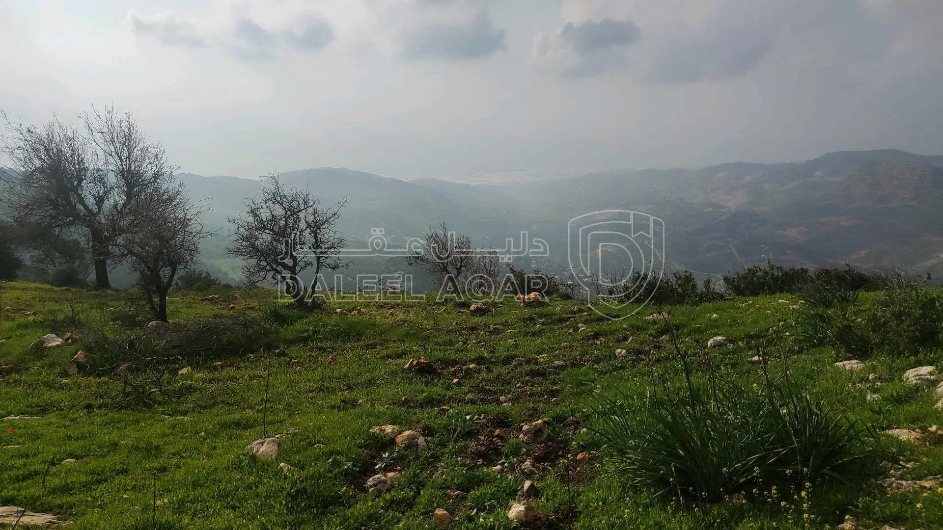 أرض في أرض أستثمارية غرب محافظة عجلون-الجبل الأخضر  - 75,000 دأ - صورة 1