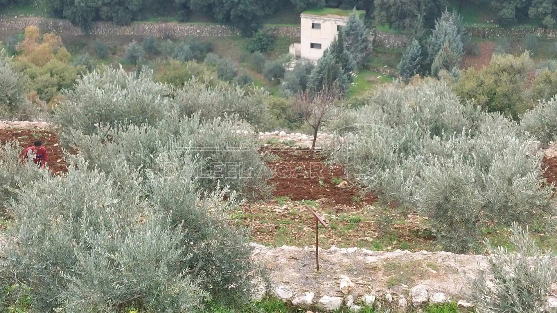 مزرعة/شاليه في السلط الزعتري منطقة المضري - 190,000 دأ - صورة 1