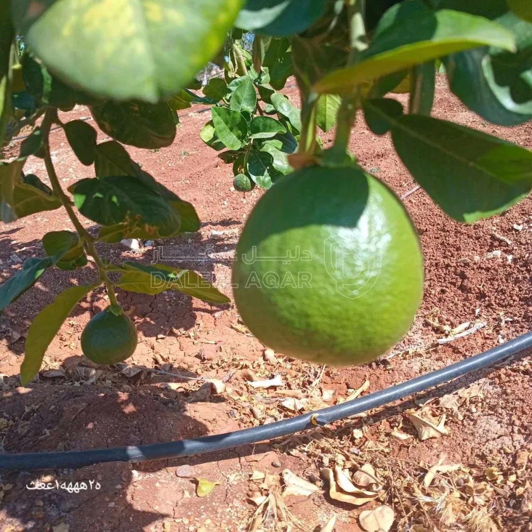 مزرعة/شاليه في "مزرعة وشاليه اللؤلؤة... THE PEARL"،  شاليه جديد  - 185,000 دأ - صورة 1