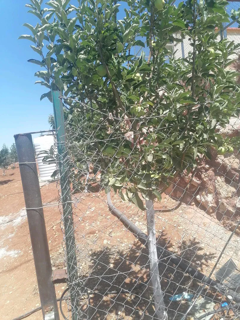 مزرعة/شاليه في "مزرعة وشاليه اللؤلؤة... THE PEARL"،  شاليه جديد  - 185,000 دأ - صورة 1