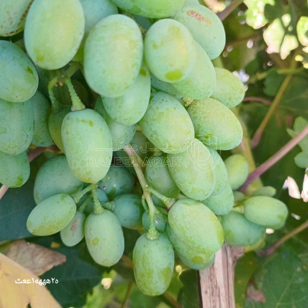 مزرعة/شاليه في "مزرعة وشاليه اللؤلؤة... THE PEARL"،  شاليه جديد  - 185,000 دأ - صورة 1