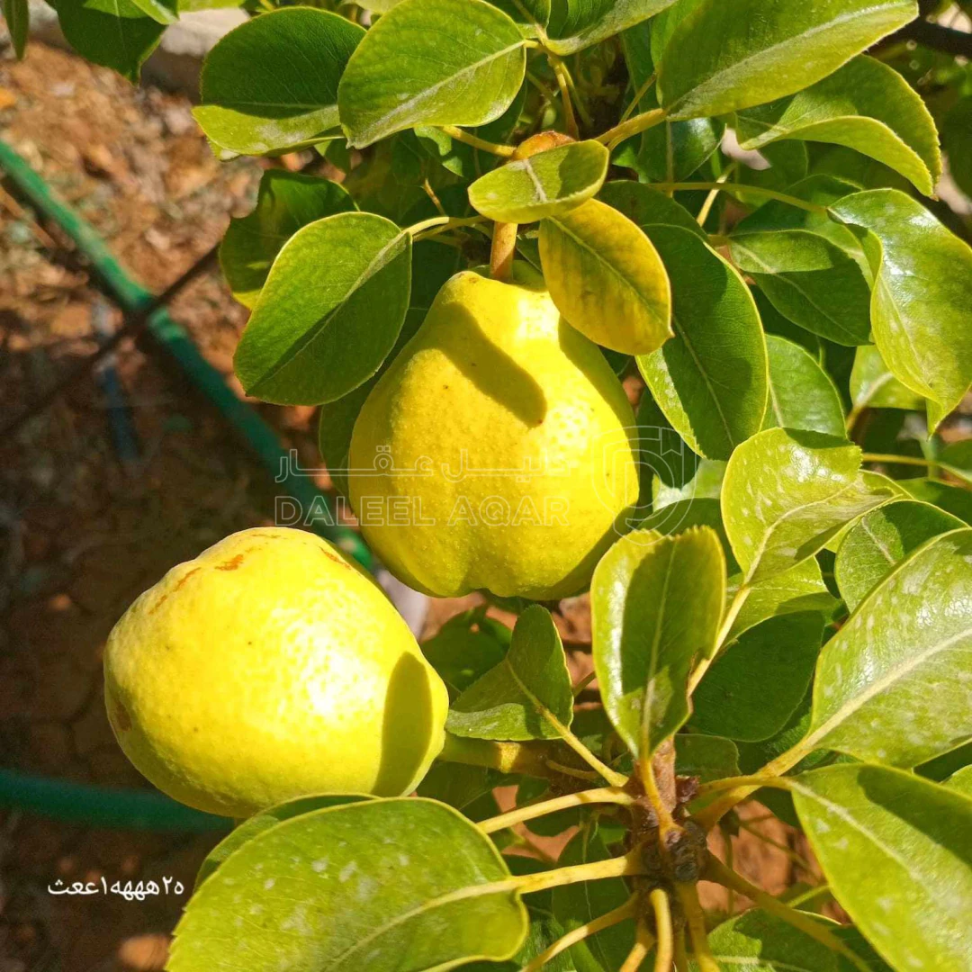 مزرعة/شاليه في "مزرعة وشاليه اللؤلؤة... THE PEARL"،  شاليه جديد  - 185,000 دأ - صورة 1