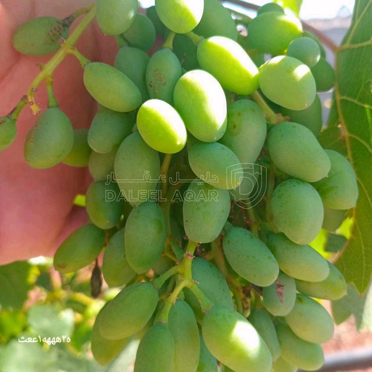 مزرعة/شاليه في "مزرعة وشاليه اللؤلؤة... THE PEARL"،  شاليه جديد  - 185,000 دأ - صورة 1