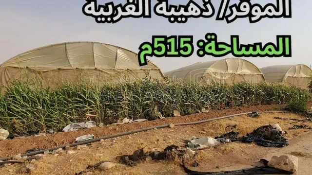 أرض -  الموقر/ ذهيبة الغربية - تبعد 600م عن شارع المية - 55000 دأ