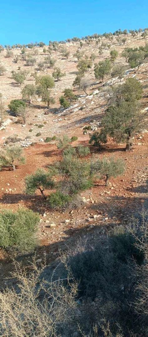 أرض في خشيبة  - 60,000 دأ - صورة 1