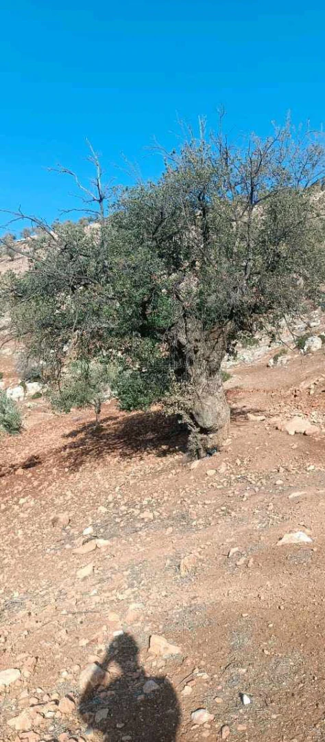 أرض في خشيبة  - 60,000 دأ - صورة 1