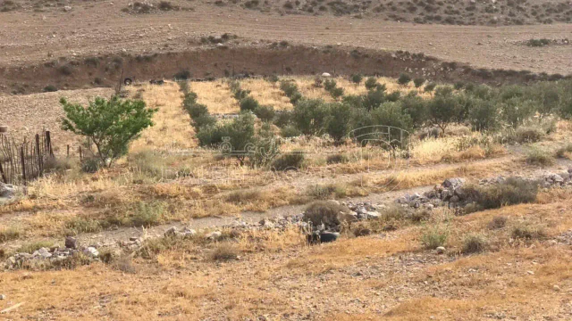 أرض - الكرك كمنه - 16000 دأ