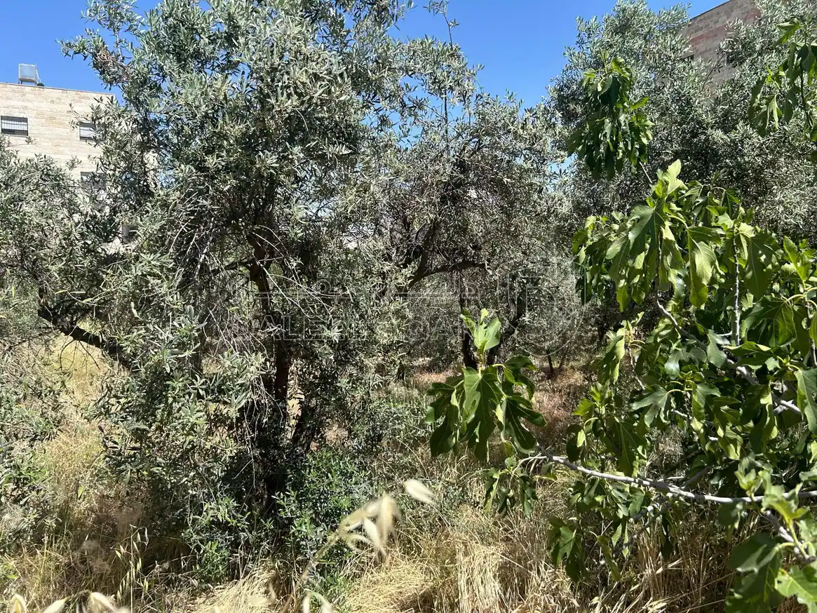 أرض في عمان الجبيهه شارع ياجوز - 200,000 دأ - صورة 1