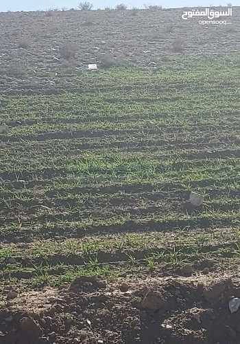 أرض في قطعة ارض الموقر العبدالله - 66,000 دأ - صورة 1