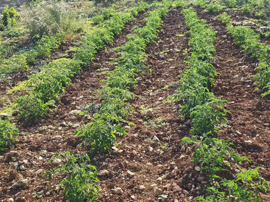 أرض في الحي الغربي - 120,000 دأ - صورة 1