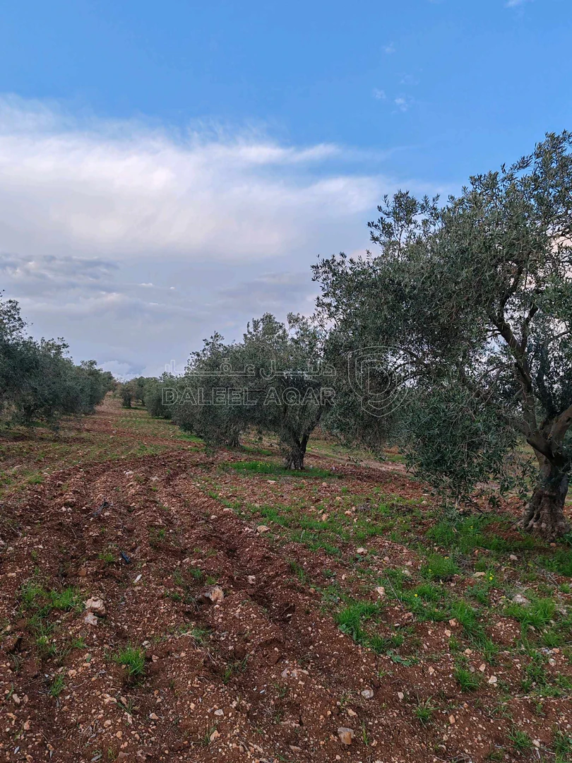 أرض في اربد - مرو - قريب مسجد الفلاح  - 40,000 دأ - صورة 1