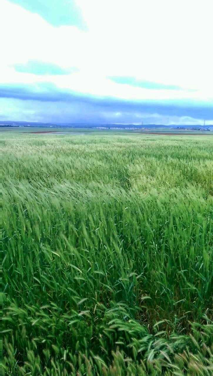 أرض في ارض باطلالة مميزة على جامعة العلوم والتكنولوجيا - 120,000 دأ - صورة 1